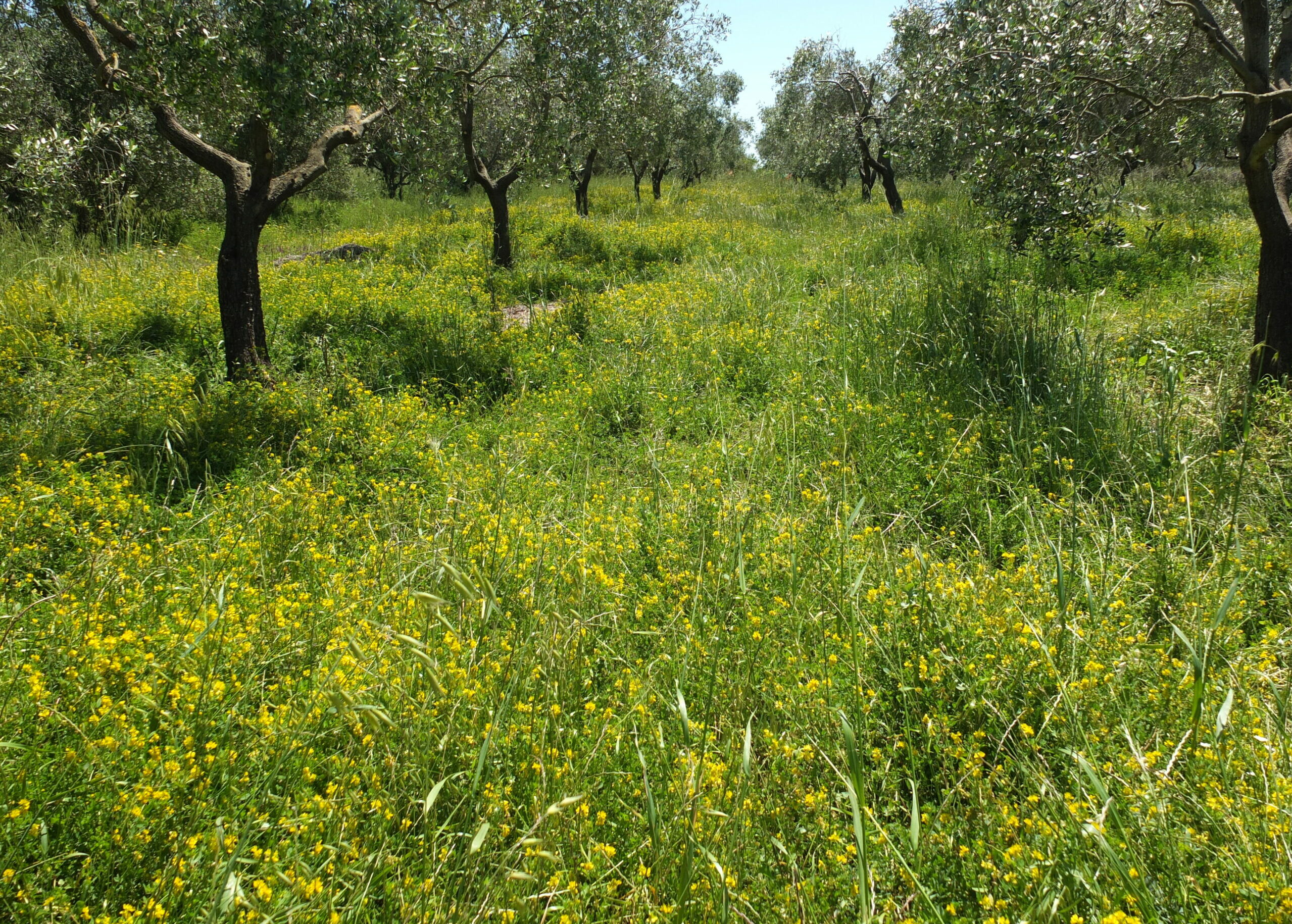 trifoglioCampestre